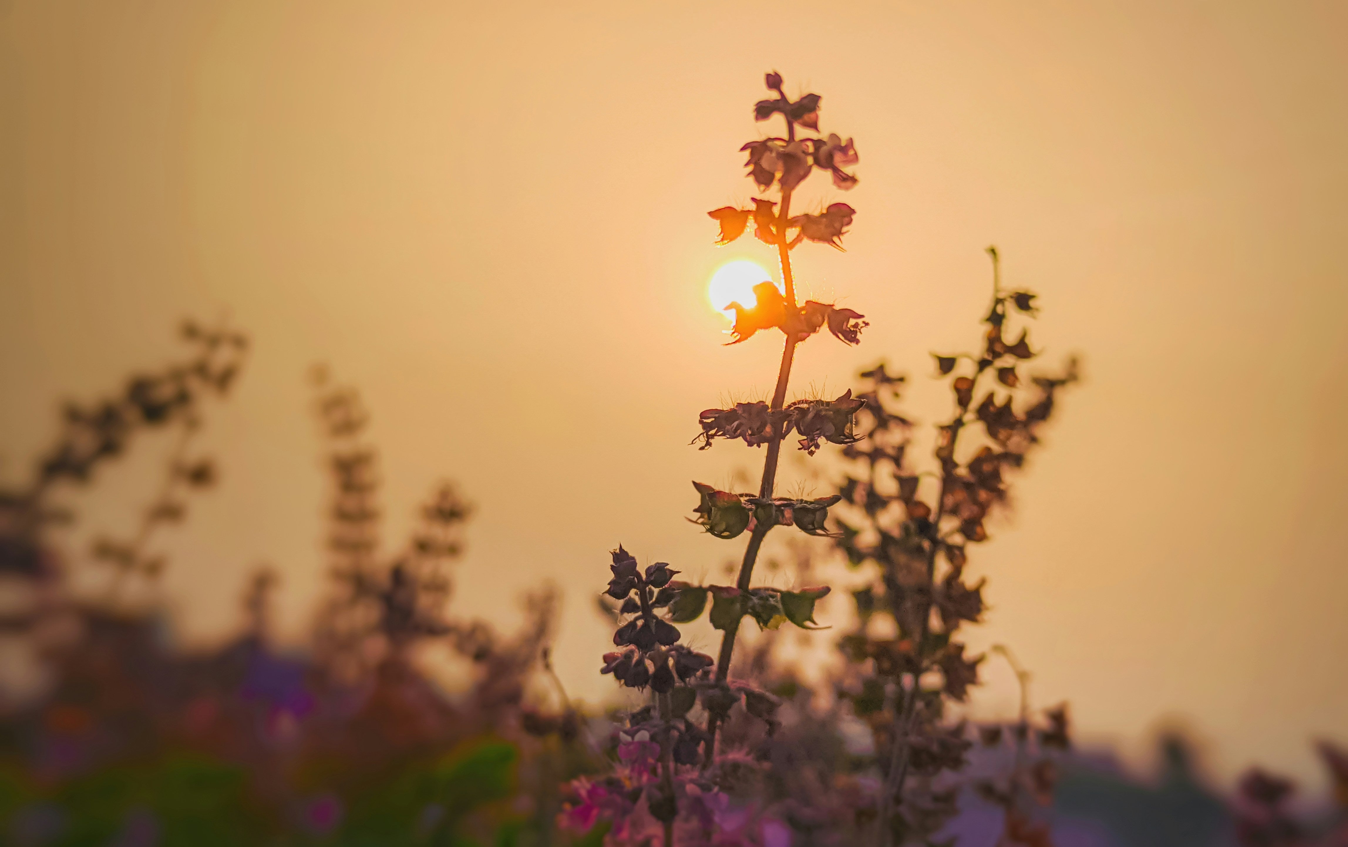 How to Use Tulsi in Skincare