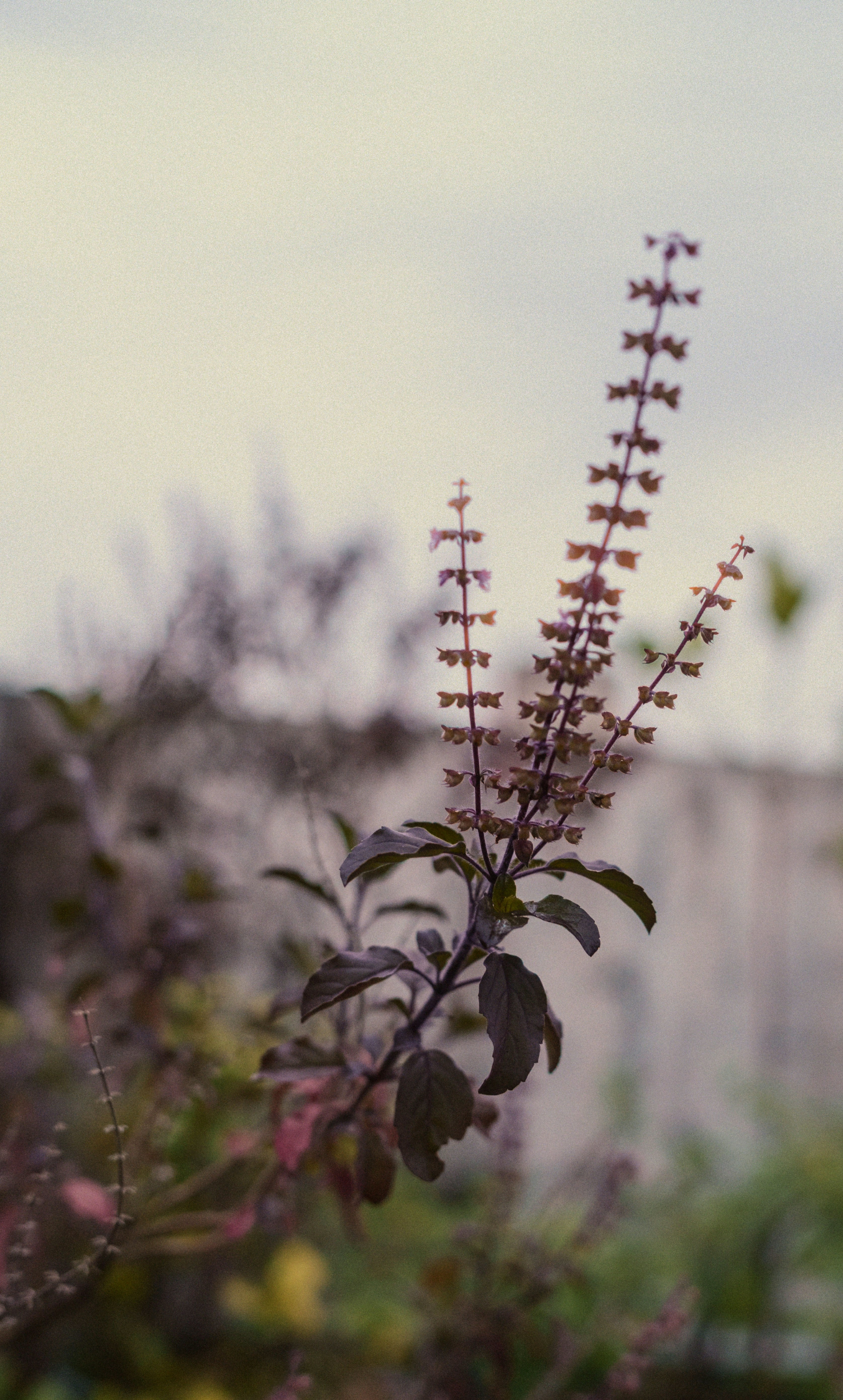 How to Use Tulsi in Skincare